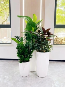 速看！杭州湾花木租摆优质商家大揭秘！